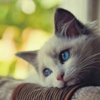 Ảnh đại diện người dùng Lê Quang Huy